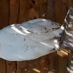 דירה 3 Mikołajki