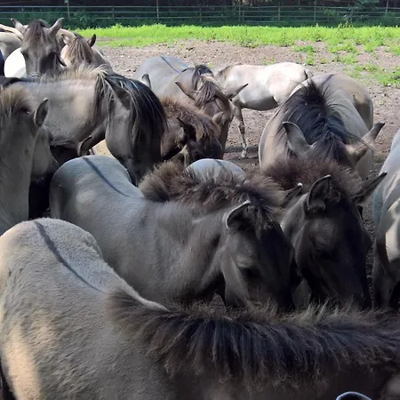 Appartement 3 Mikołajki